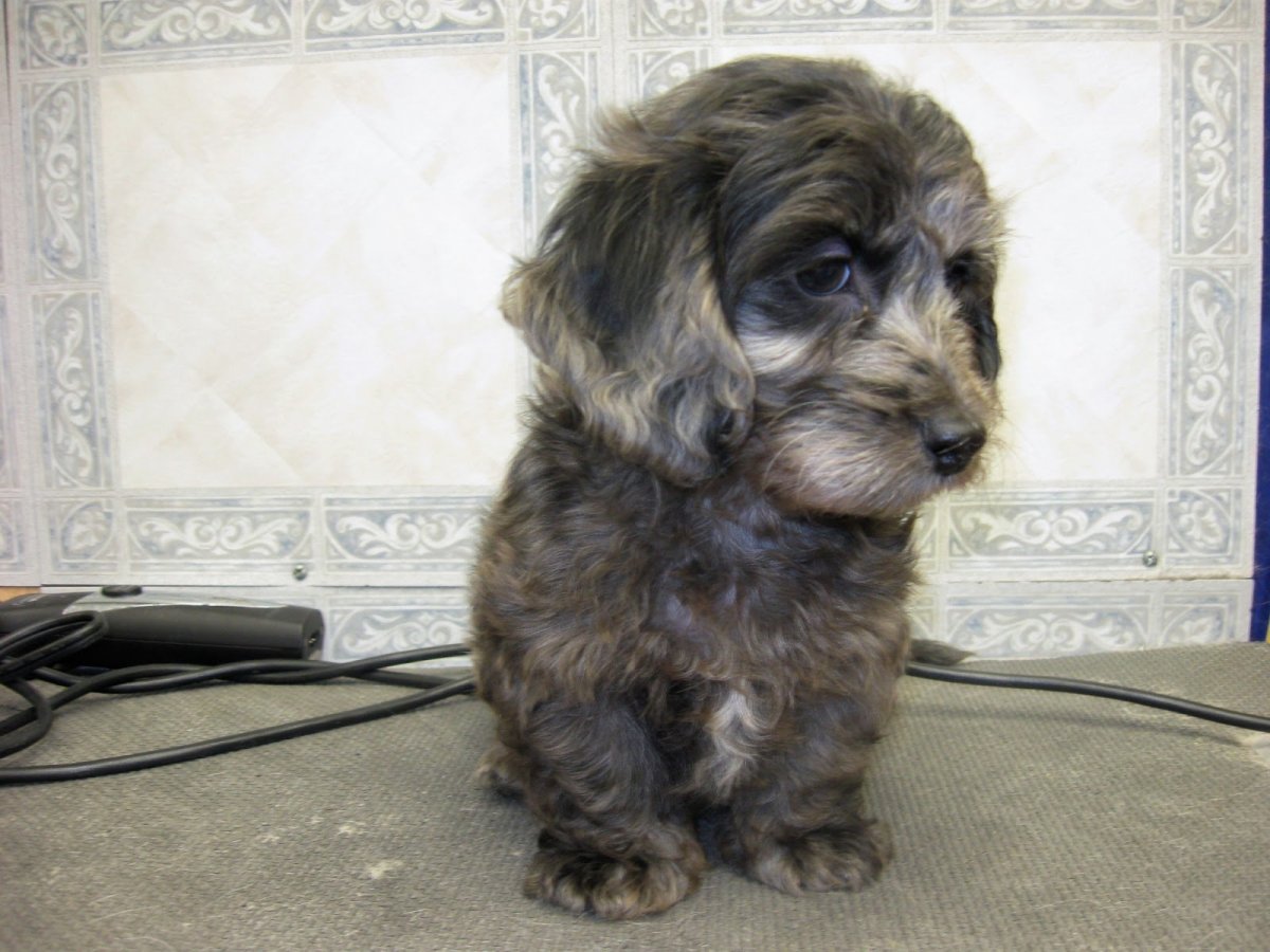 Мама такса папа чихуахуа