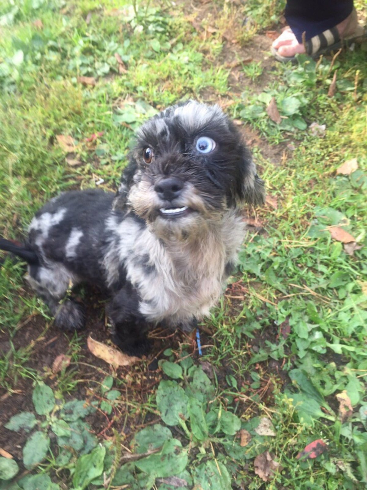 Йорк метис обманули