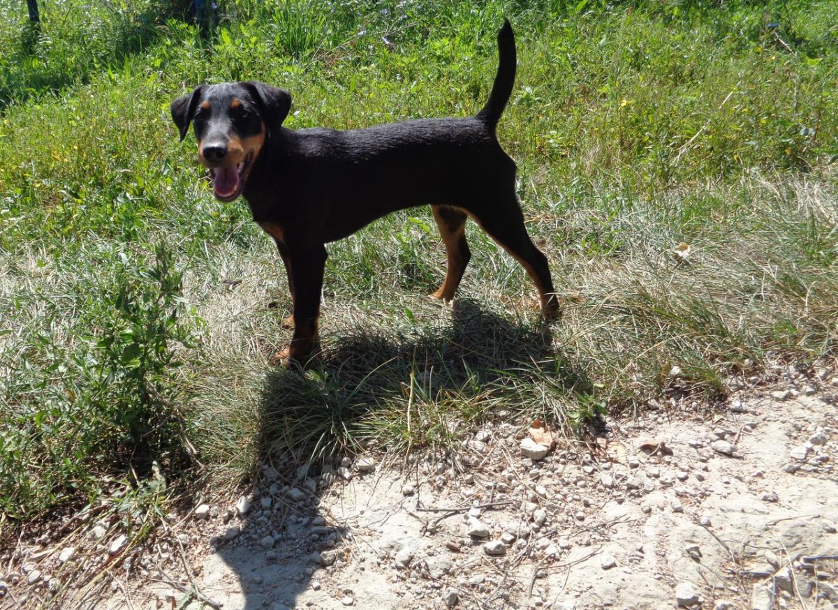 Корги Йоркшир