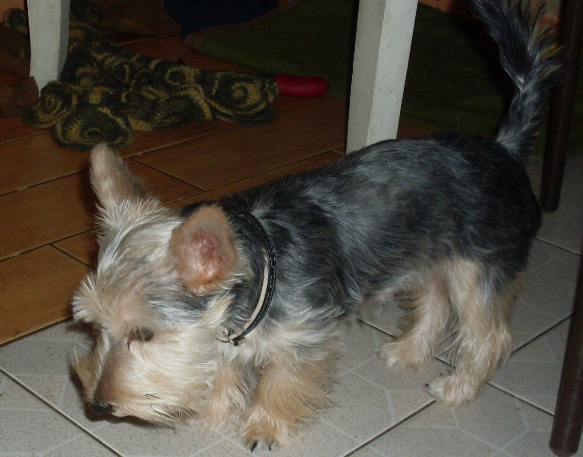 Метис Йорка и терьера