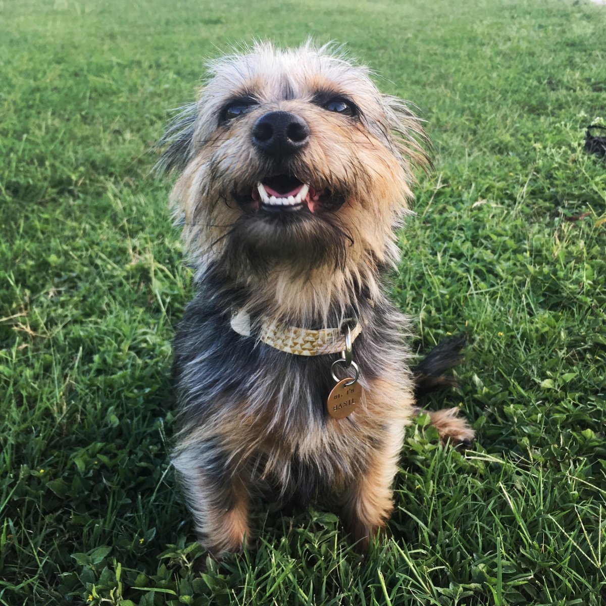 Метис таксы и Йорка