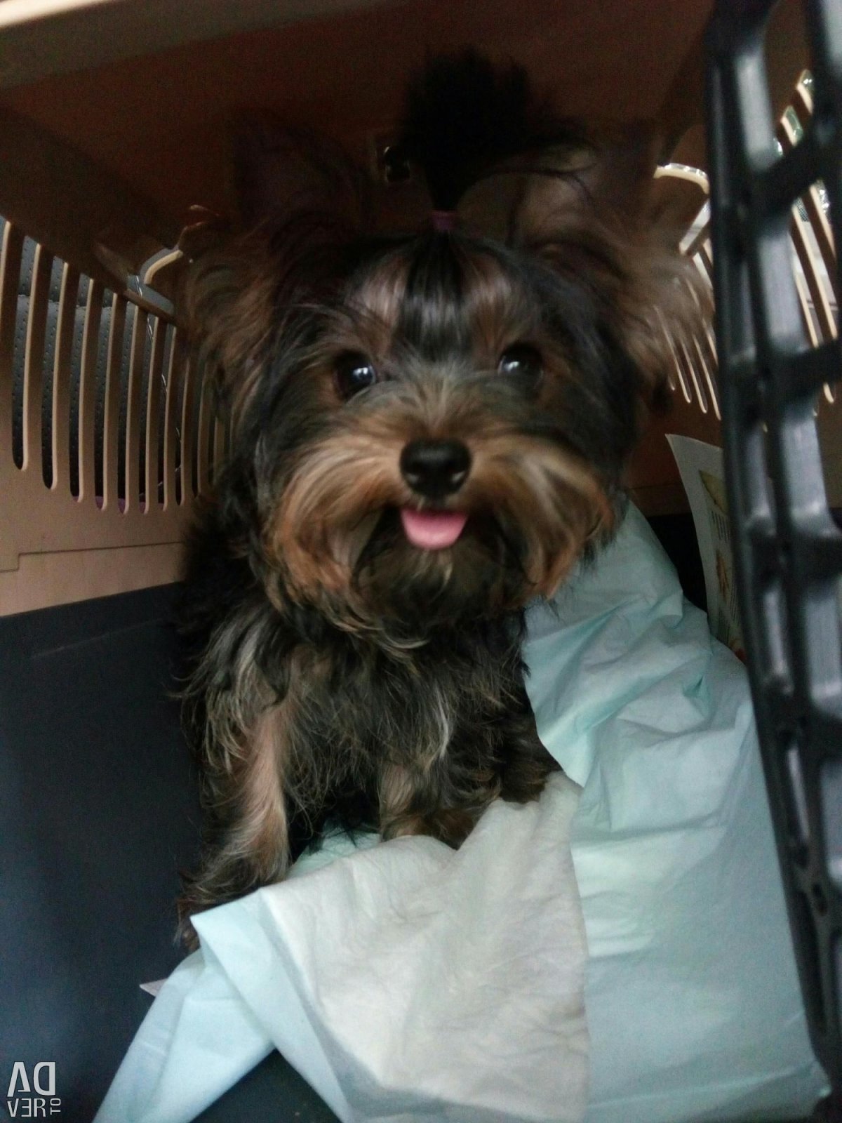 Метис Болонки и Йорка