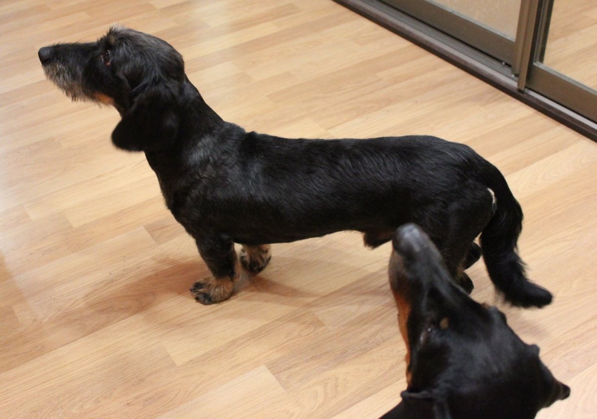 Ягдтерьер и такса