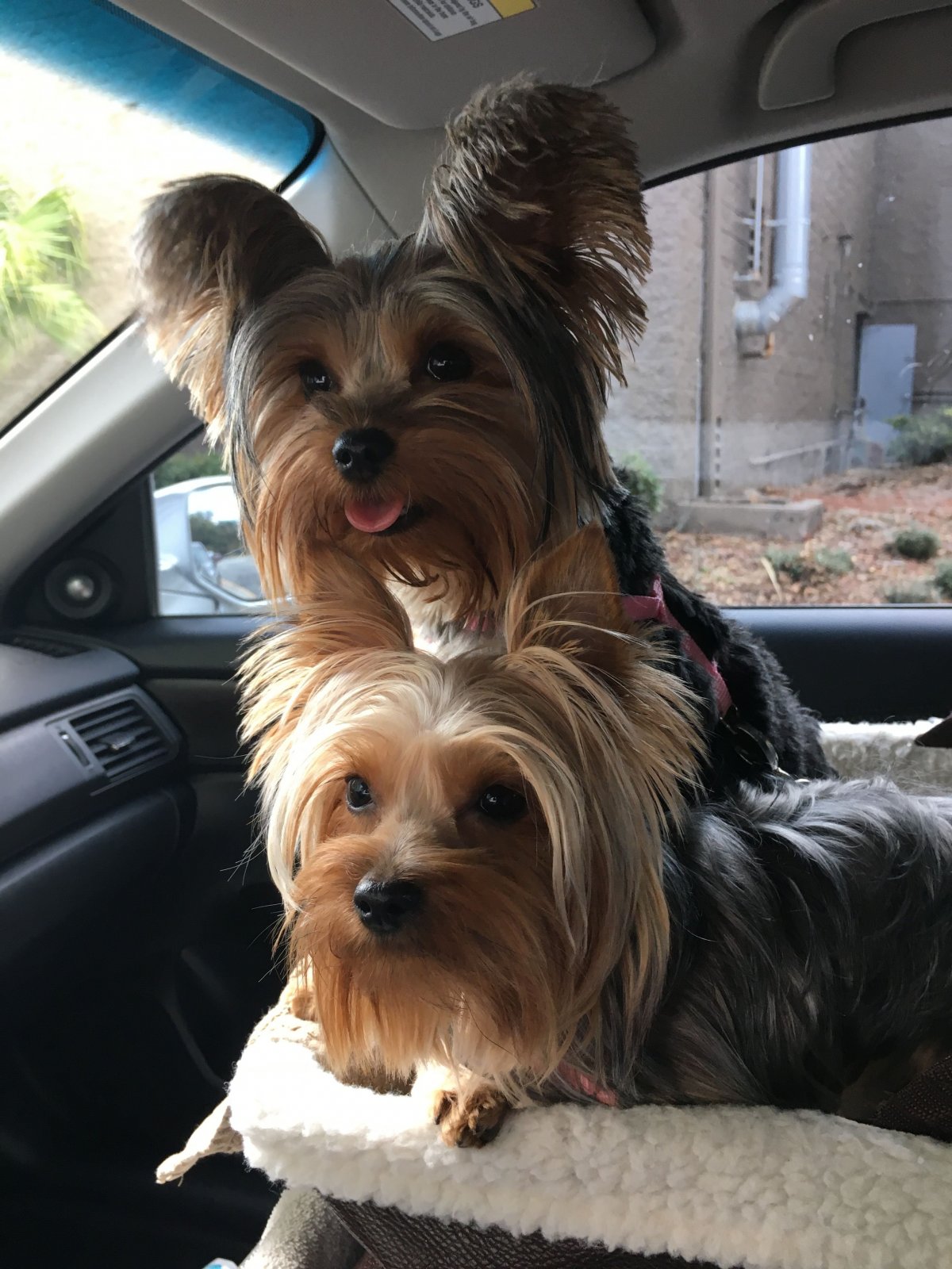 Пропал метис Йорка