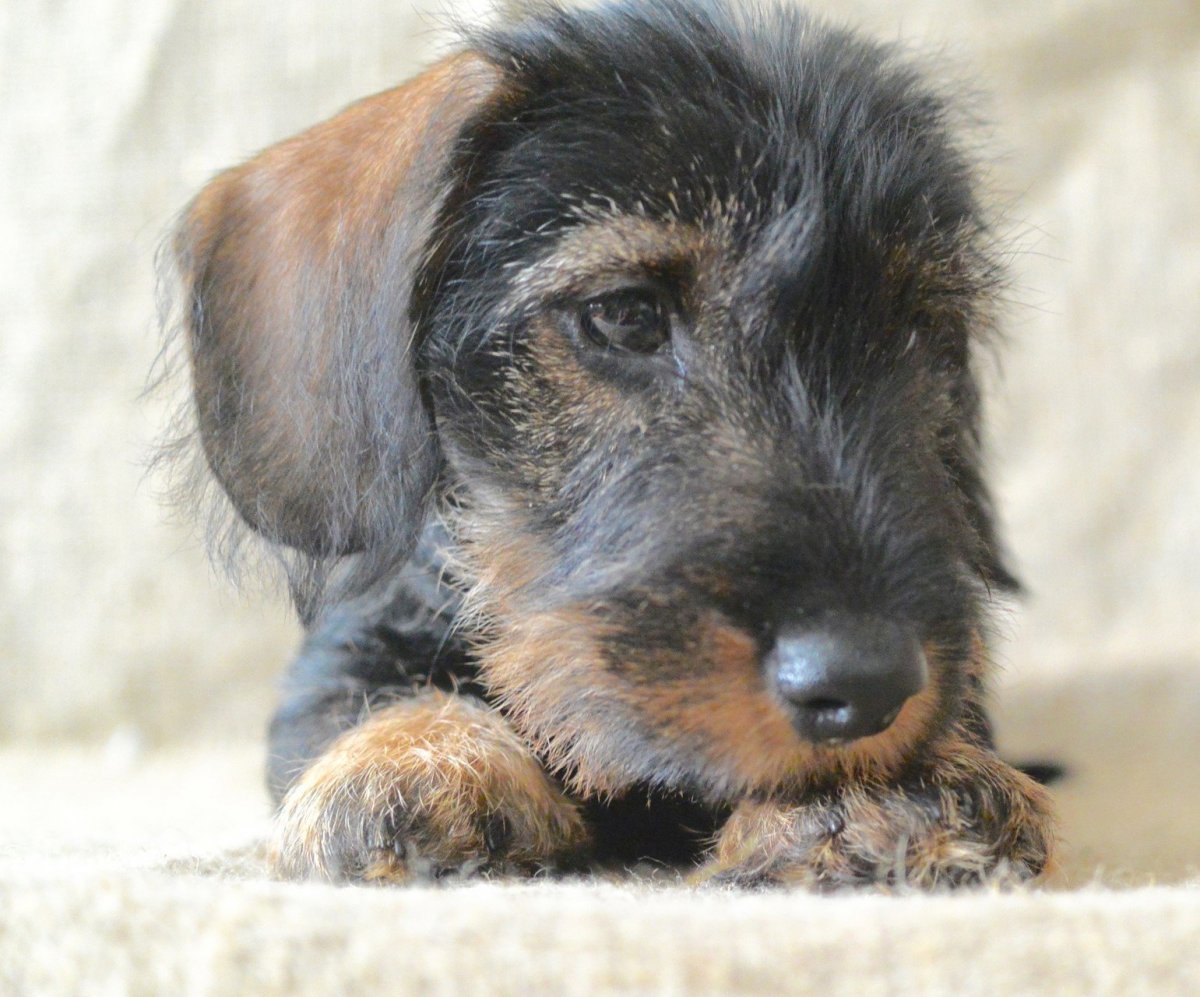 Метис папийона и таксы