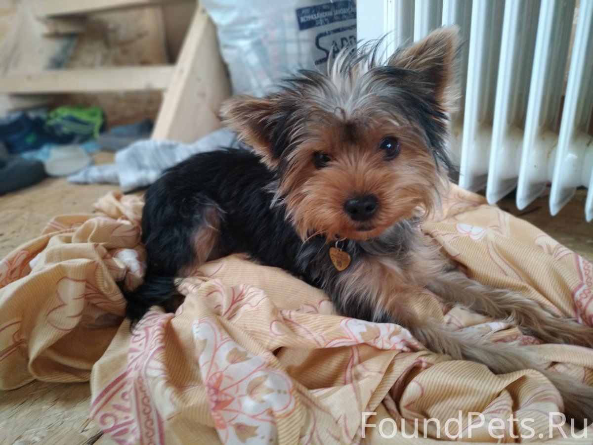 Метис таксы и немецкой овчарки