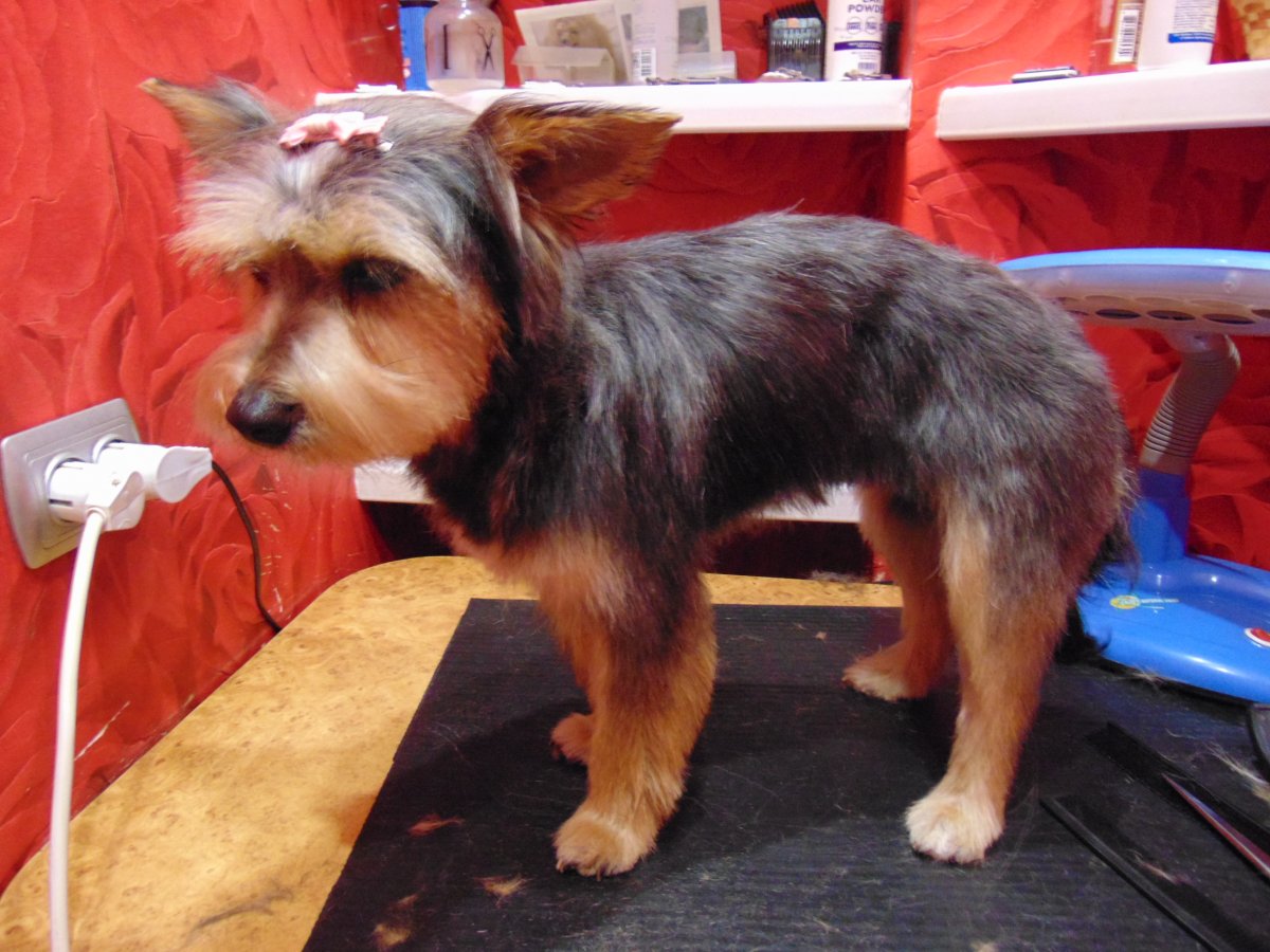 Йорк шнауцер терьер