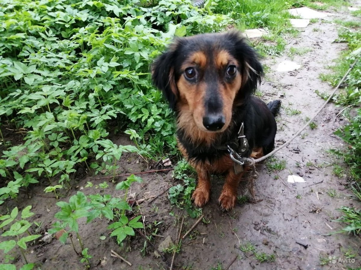 Метис йоркширского терьера и той терьера