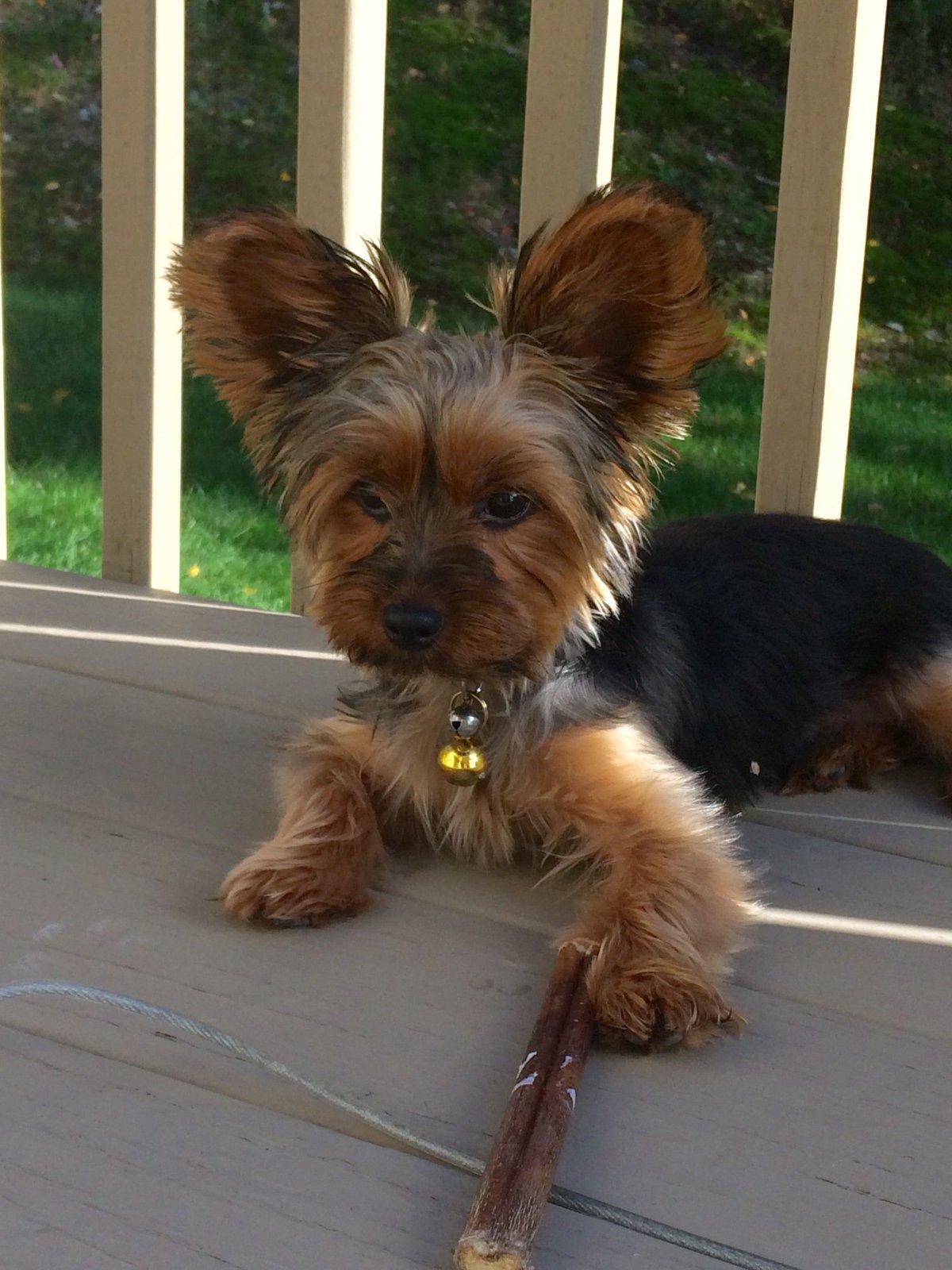 Йоркширский терьер помесь