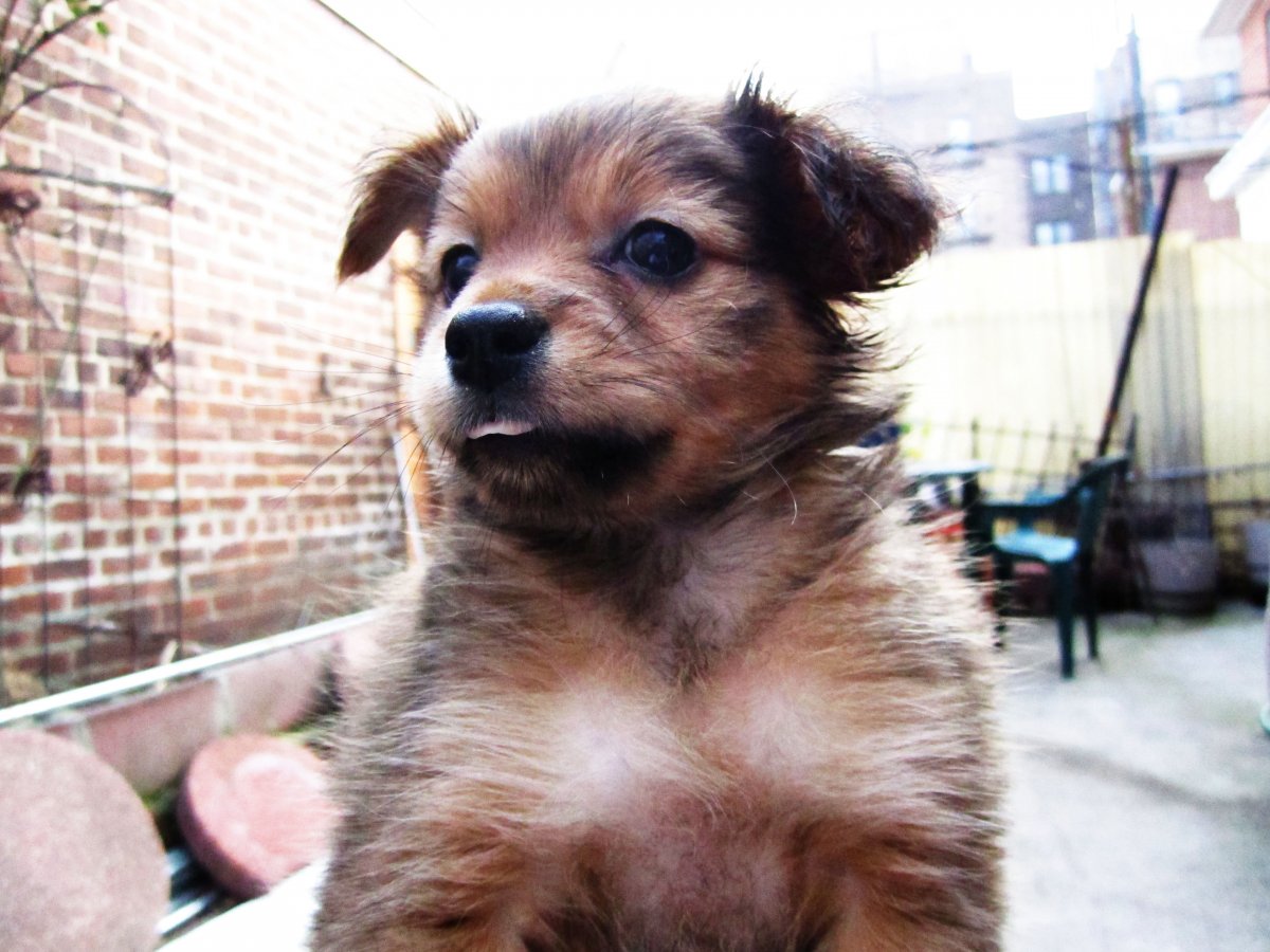 Метис Йорка и терьера