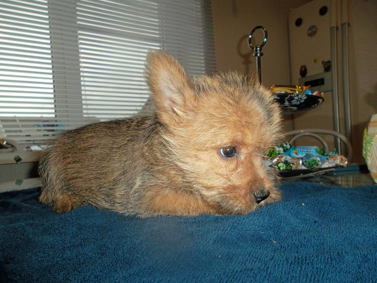 Смесь таксы и йоркширского терьера