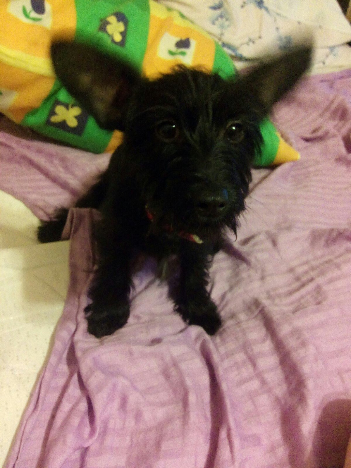 Корги Йоркшир