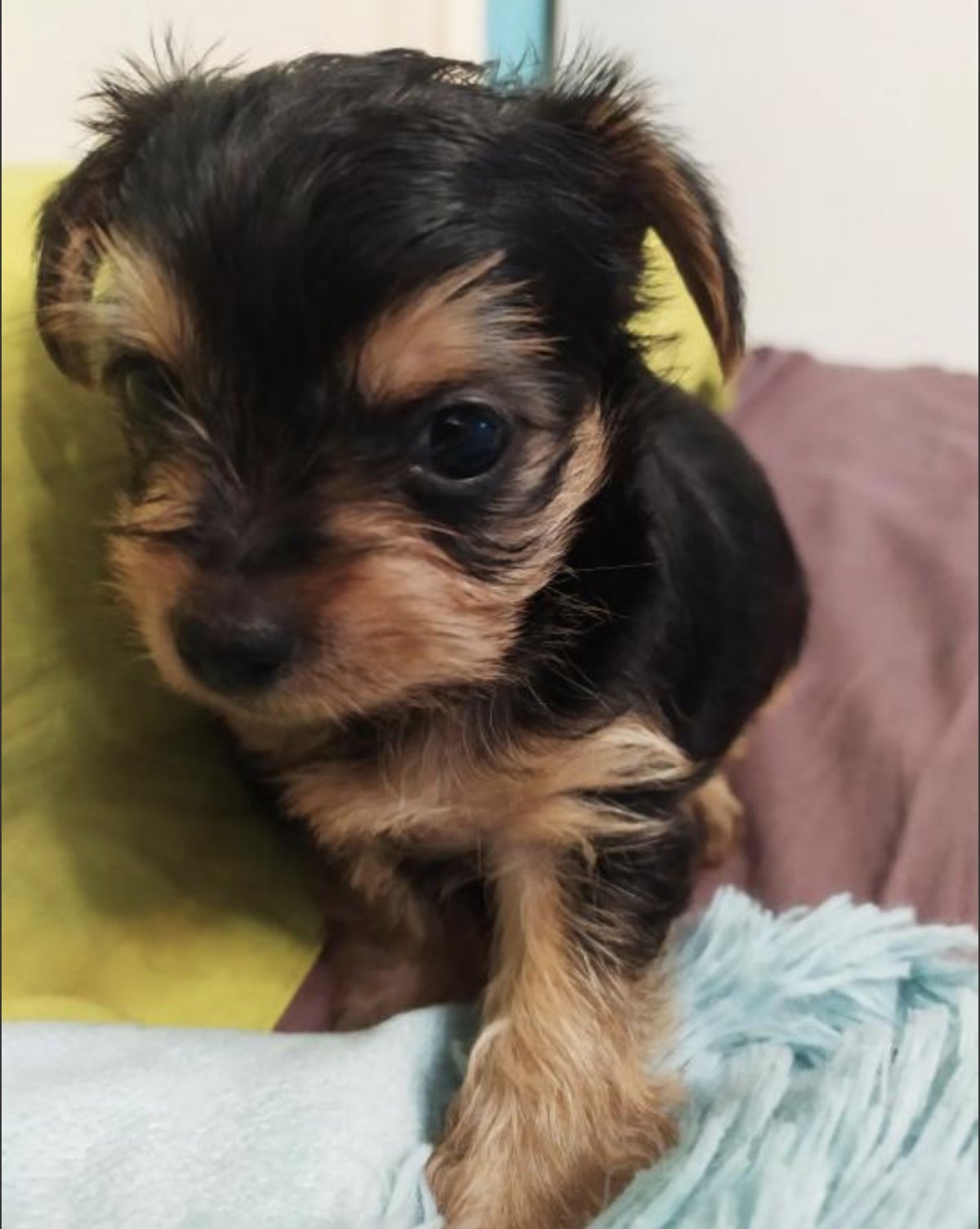 Породы собак с которыми не страшно выйти на улицу