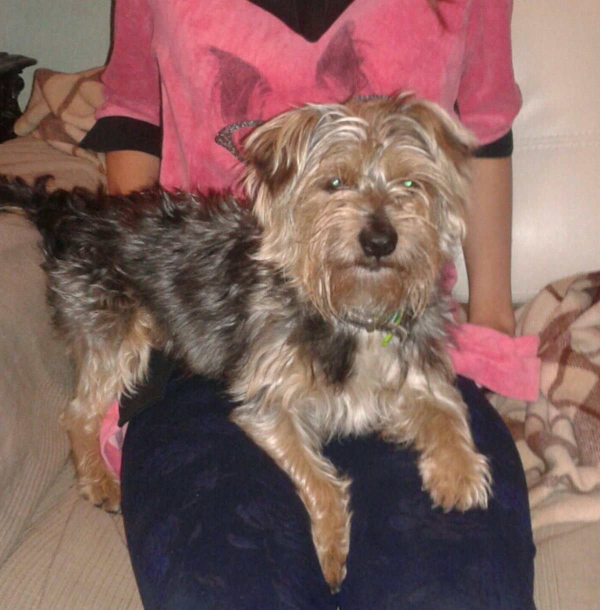 Йоркширский терьер зима