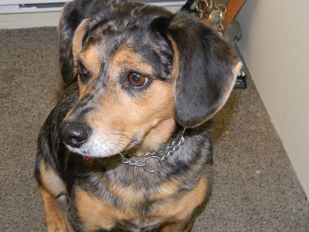 Кроличья такса помесь с той терьером