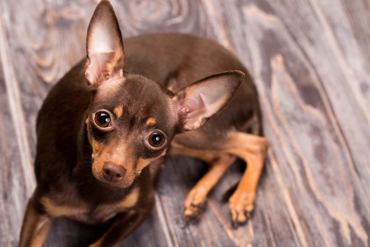 Тойтерьеры с лохматыми ушами