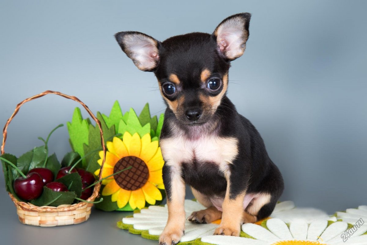 Карликовый терьер