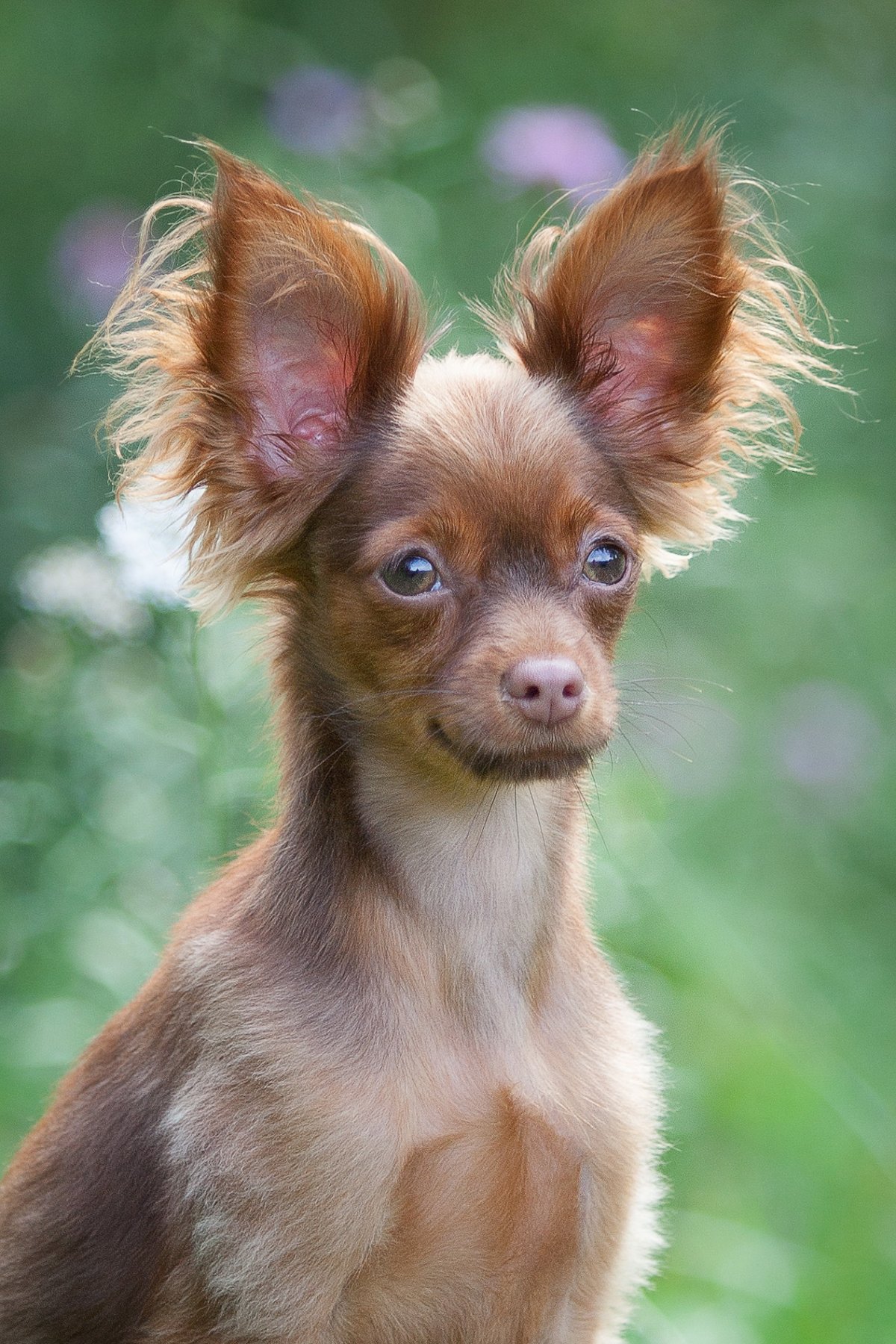 Русский той терьер длинношерстный