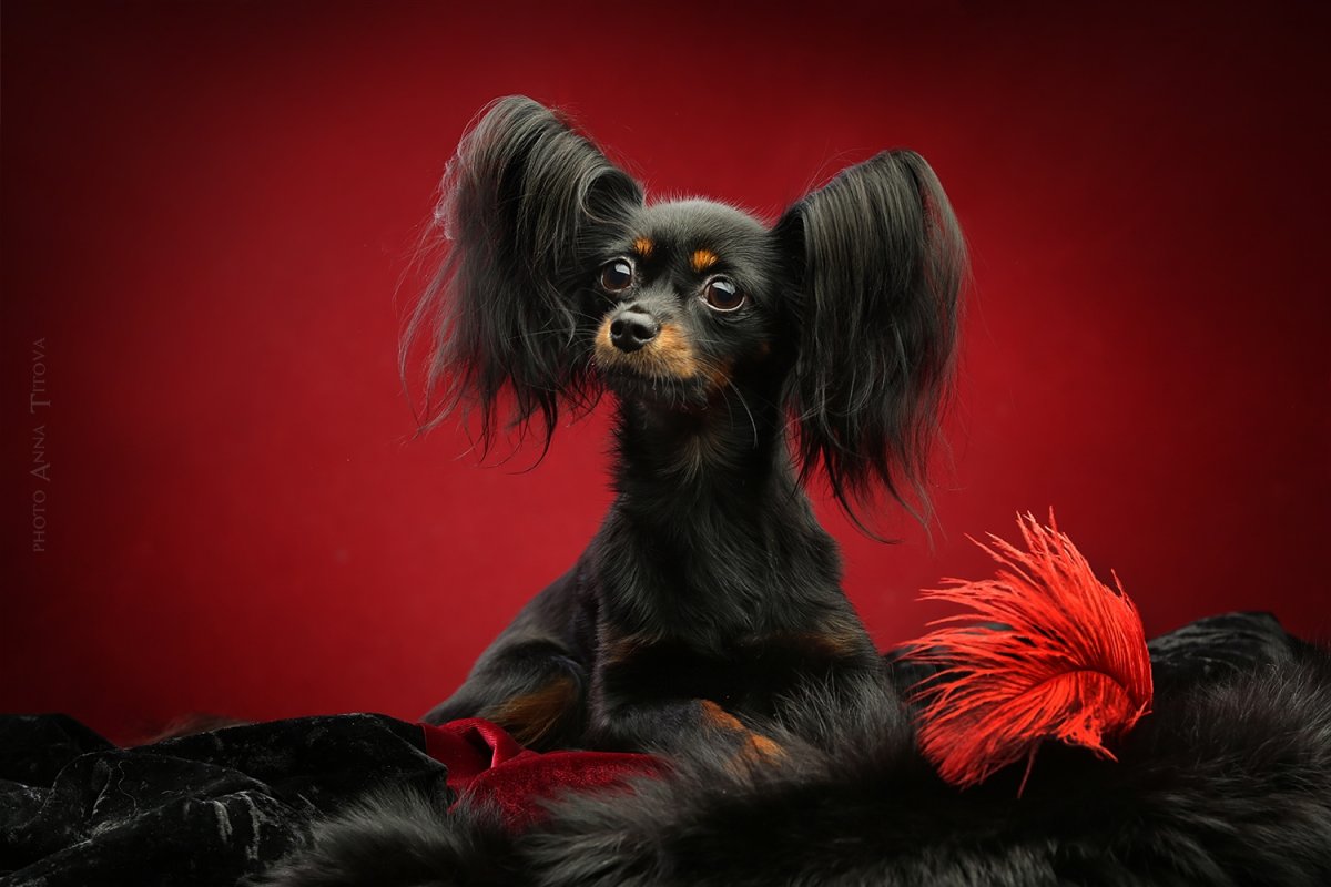 Той терьер голубо подпалый