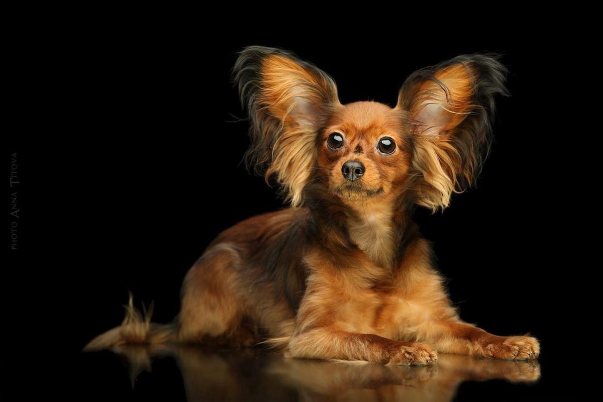 Тойтерьеры длинношерстные