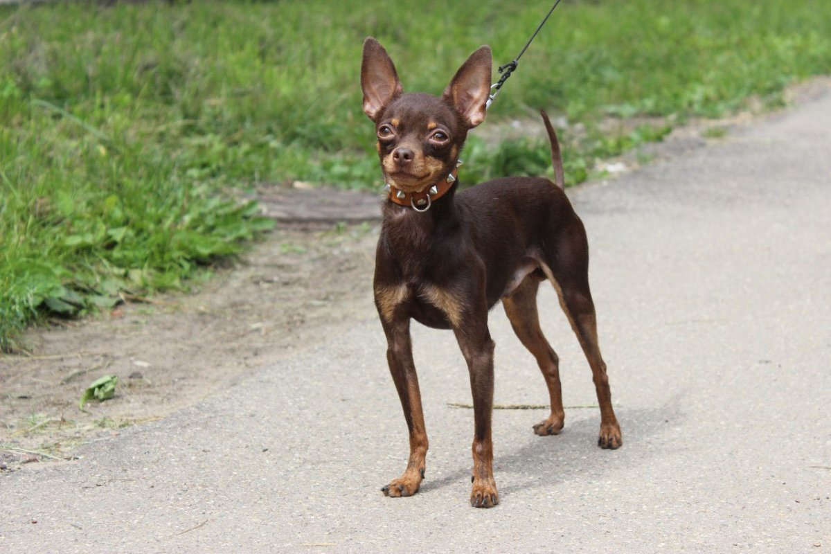Имена девочек щенков той террьера