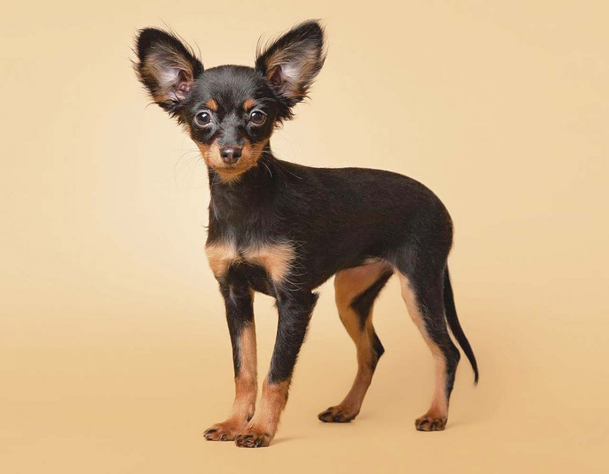 Той терьер гладкошерстный