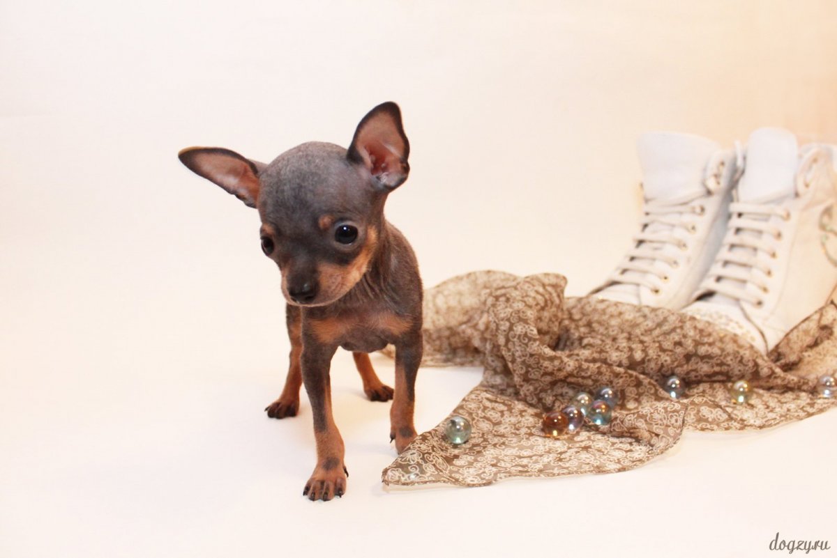 Русский той терьер пушистый