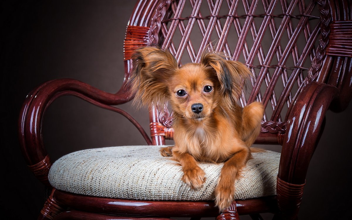 Той терьер короткошерстный