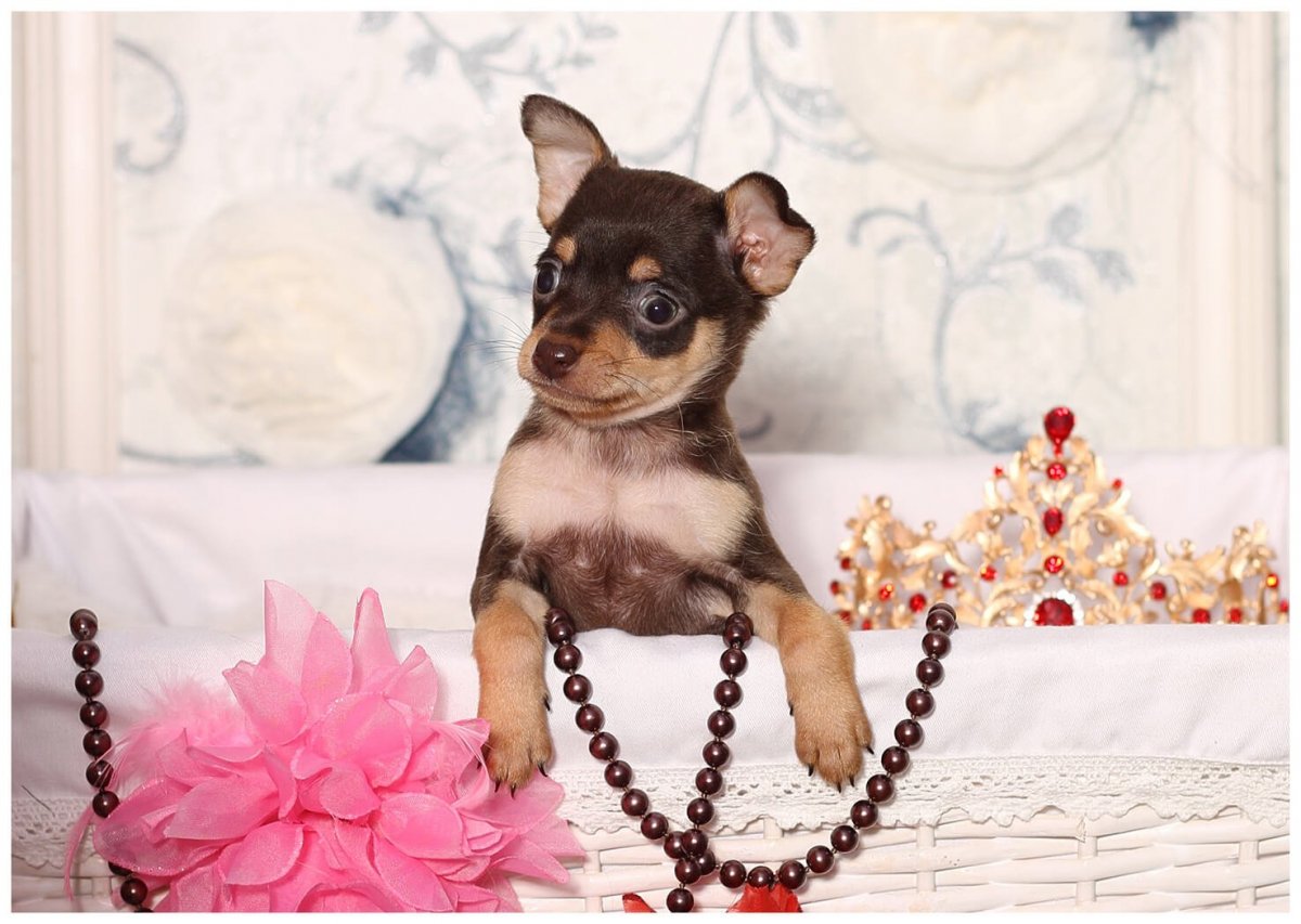 Чихуахуа Крысолов