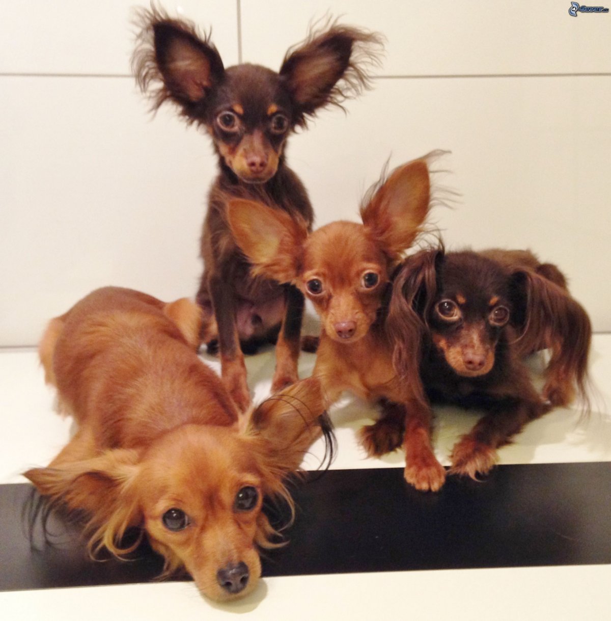 Русский той