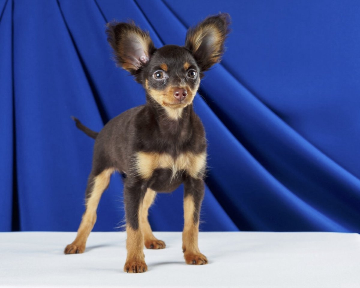 Русский той терьер длинношерстный