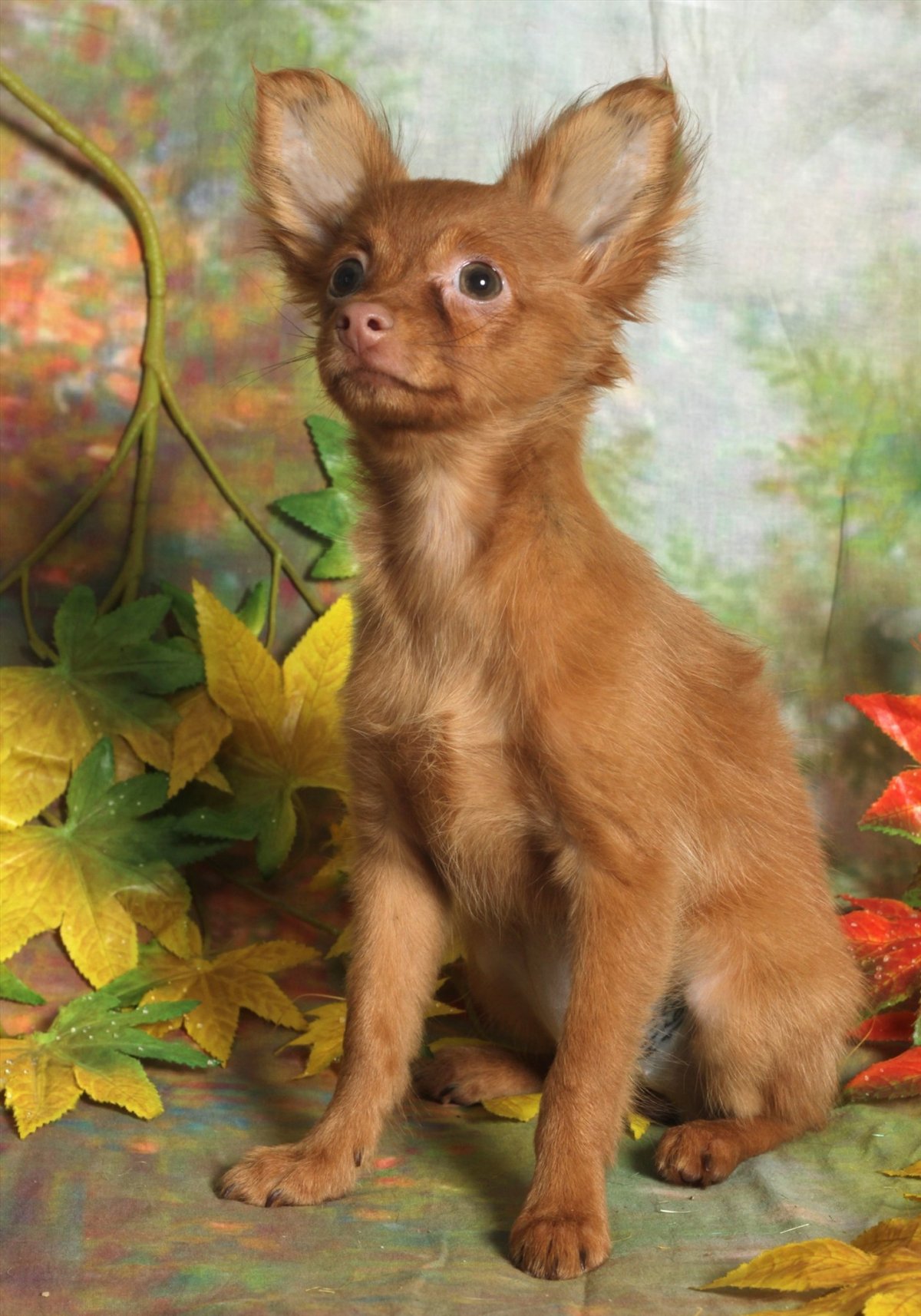 Порода собак той терьер