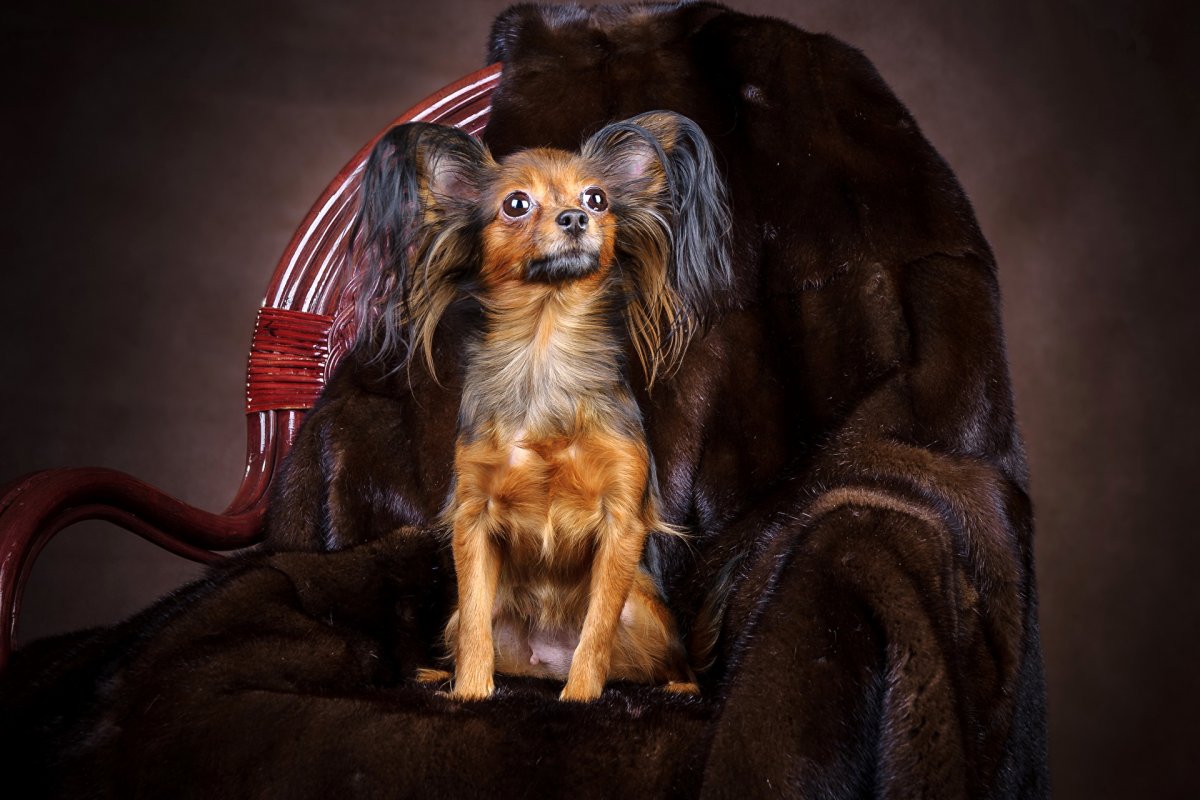 Карликовый пинчер мохнатый