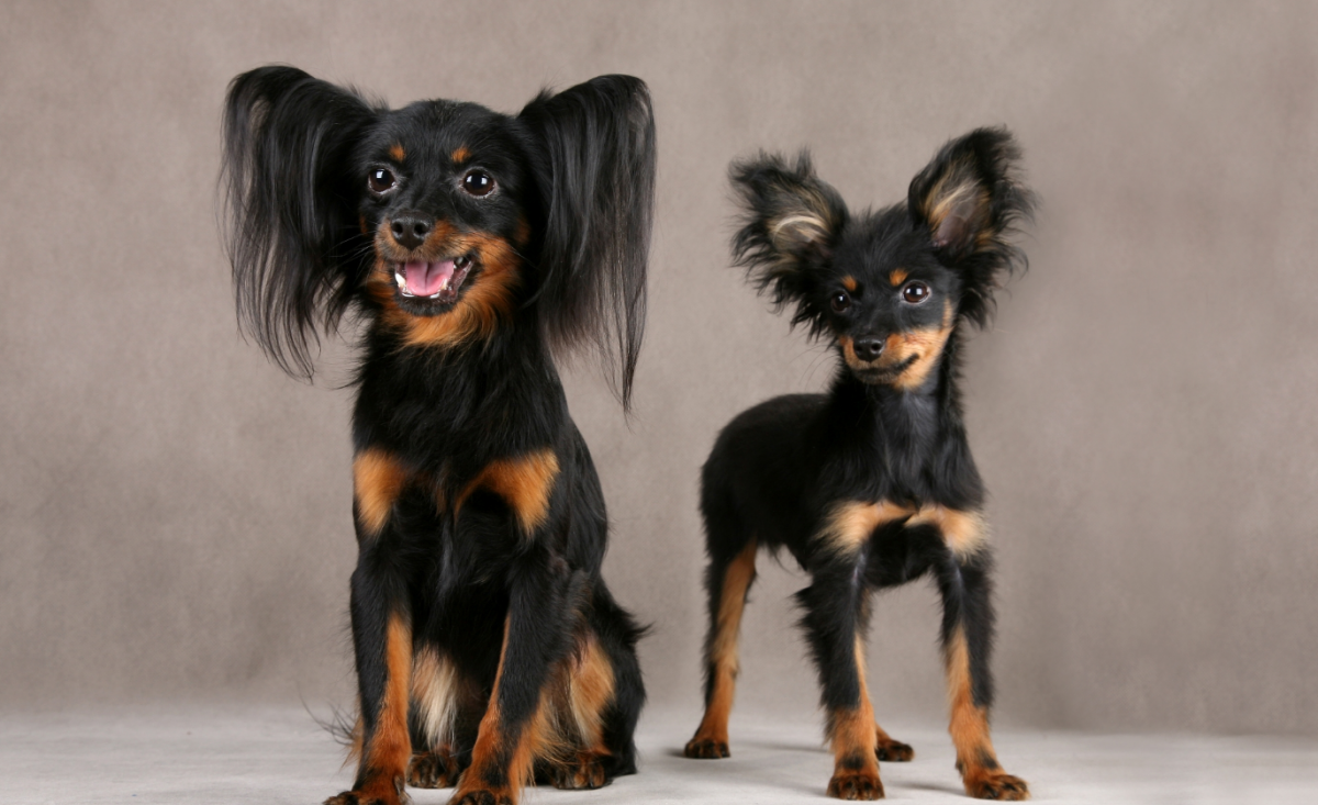 Той терьер Мерлен