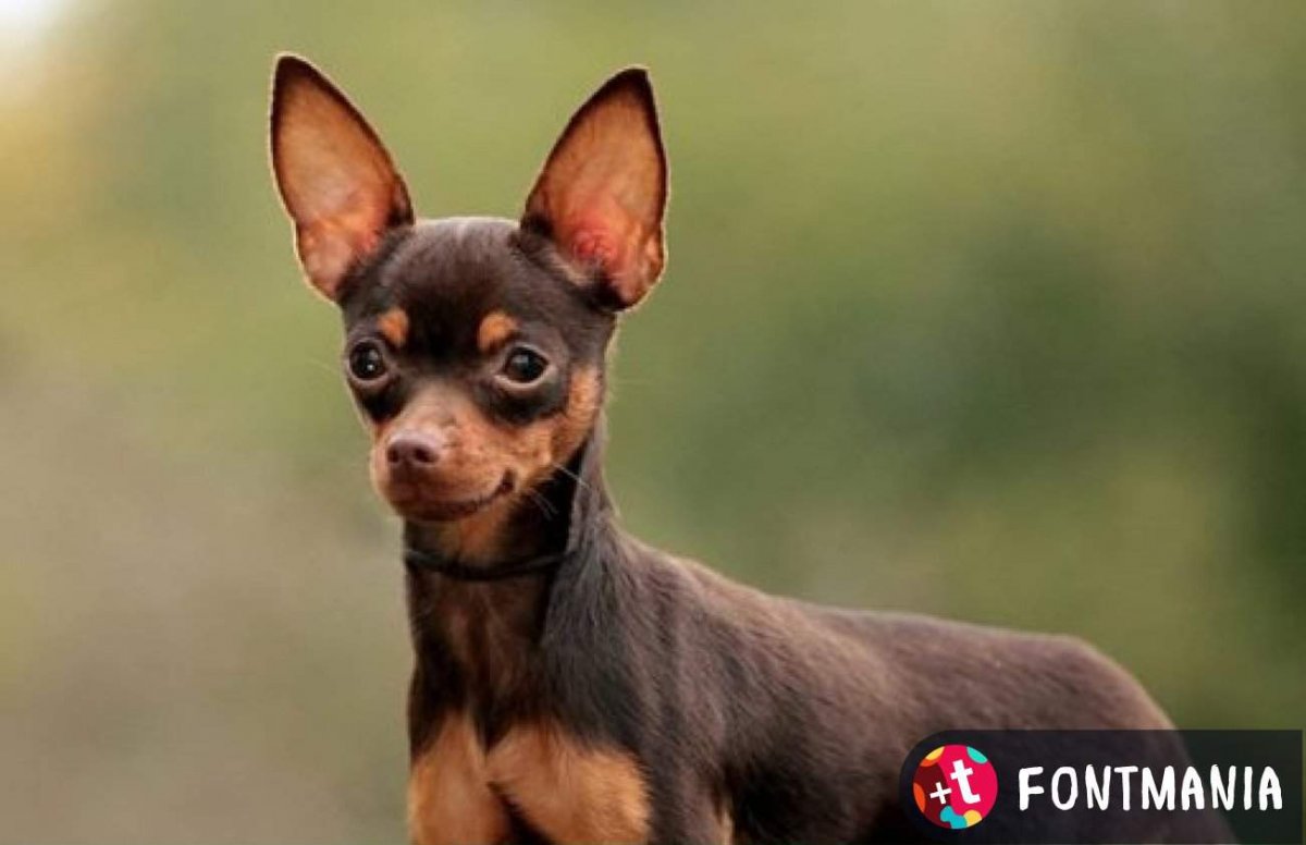 Собаки породы русский той терьер