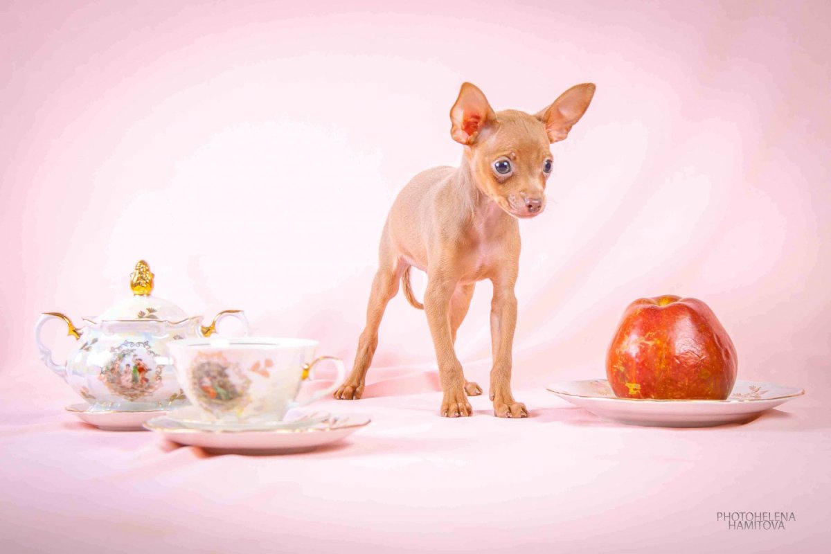 Терьер Ушастый