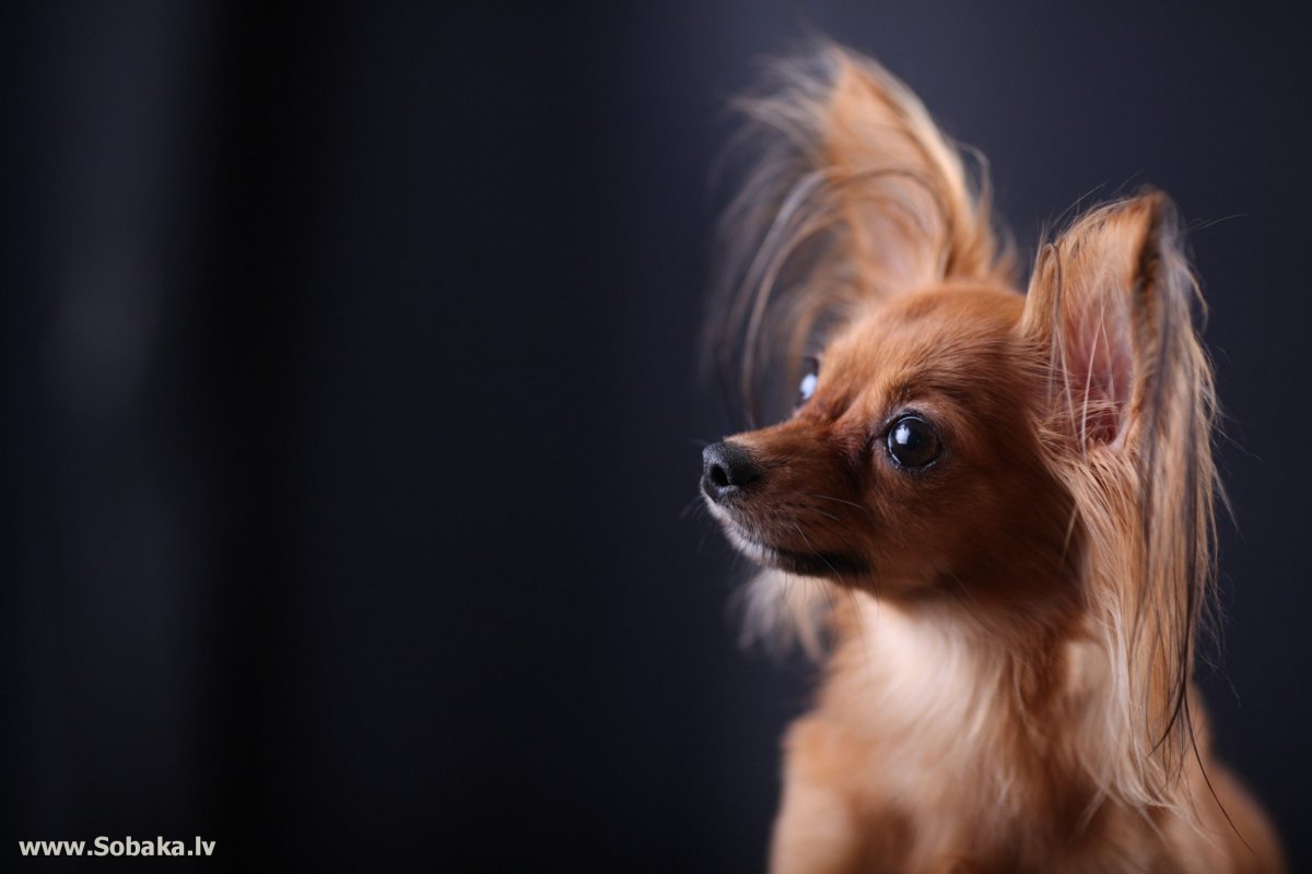 Терьер чихуахуа собака