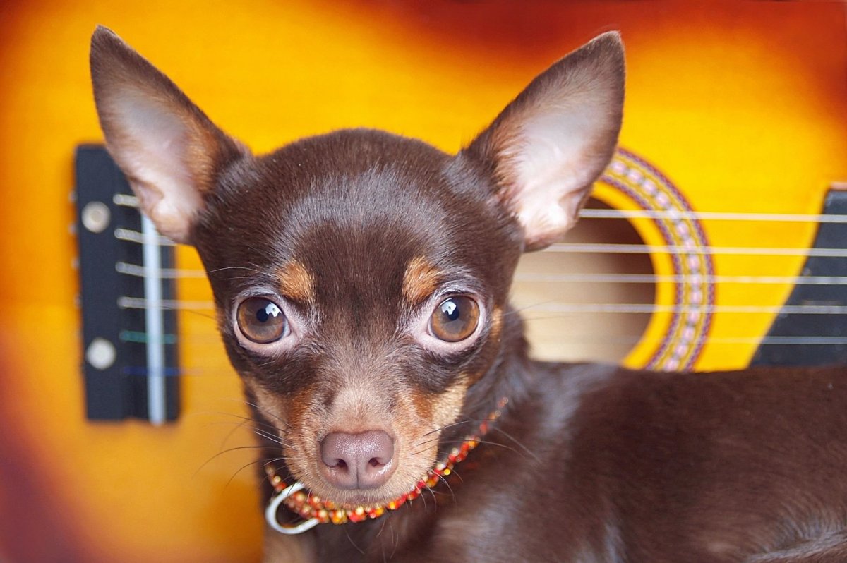 Терьер Длинноухий