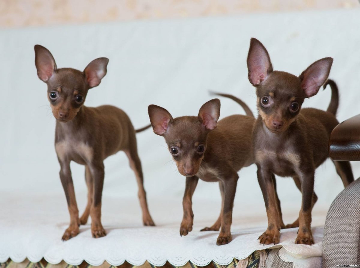 Русский той длинношерстный рыжий