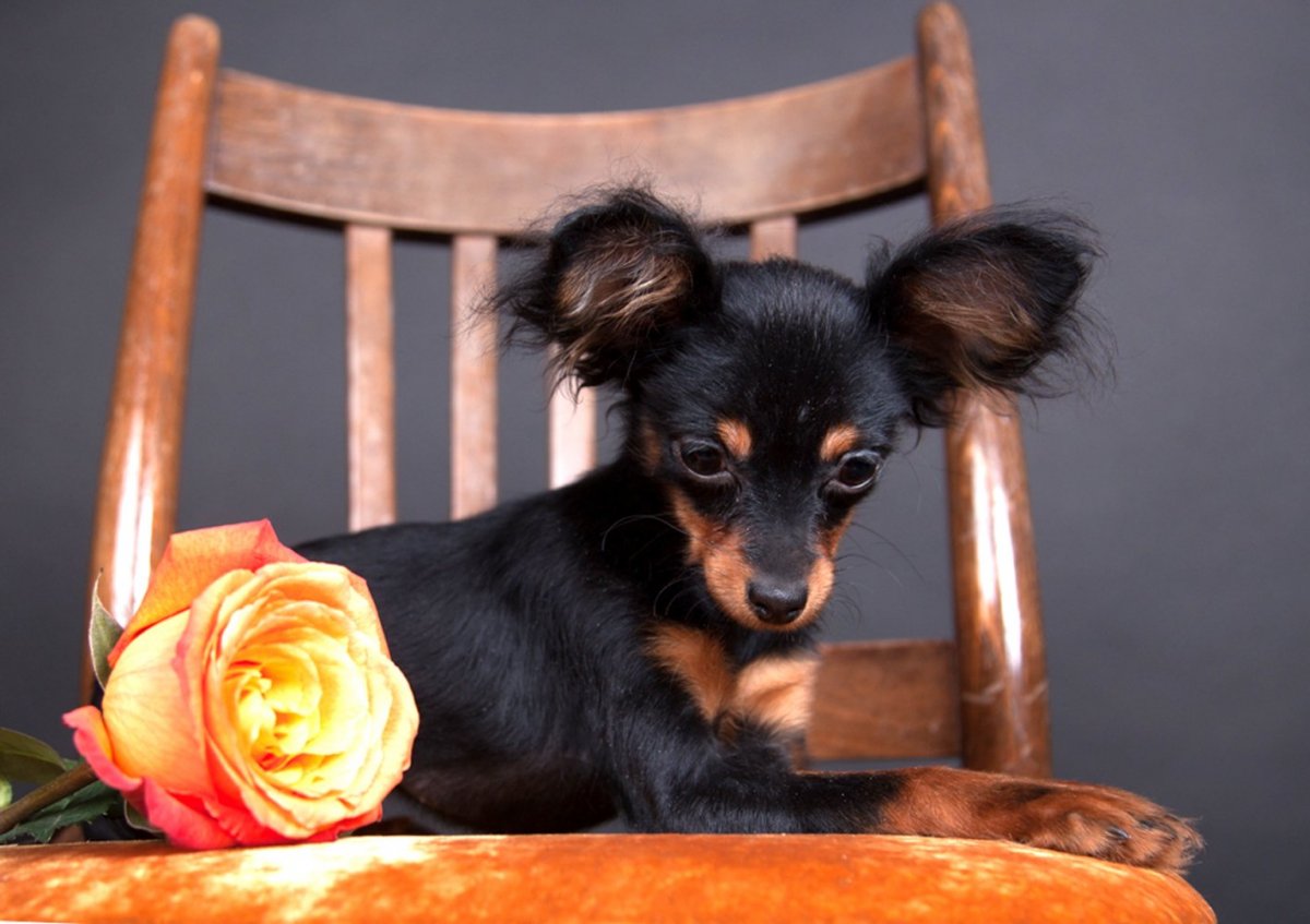 Русский той терьер длинношерстный