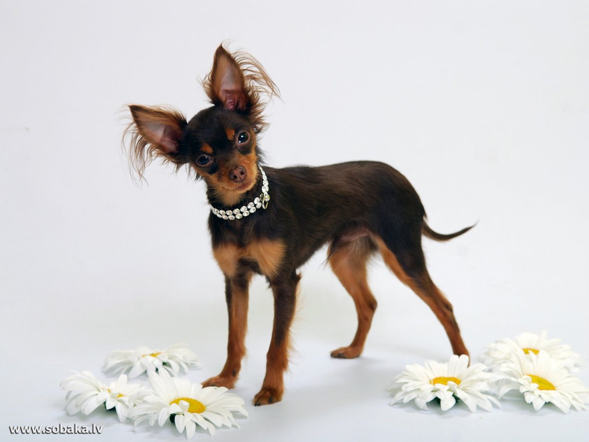 Той терьер жесткошерстный