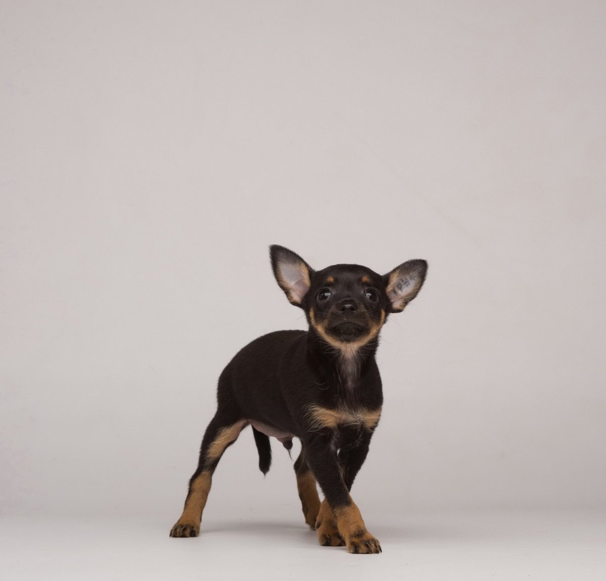 Русский той терьер длинношерстный