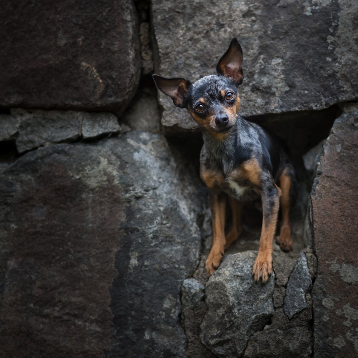 Русский той терьер гладкошерстный