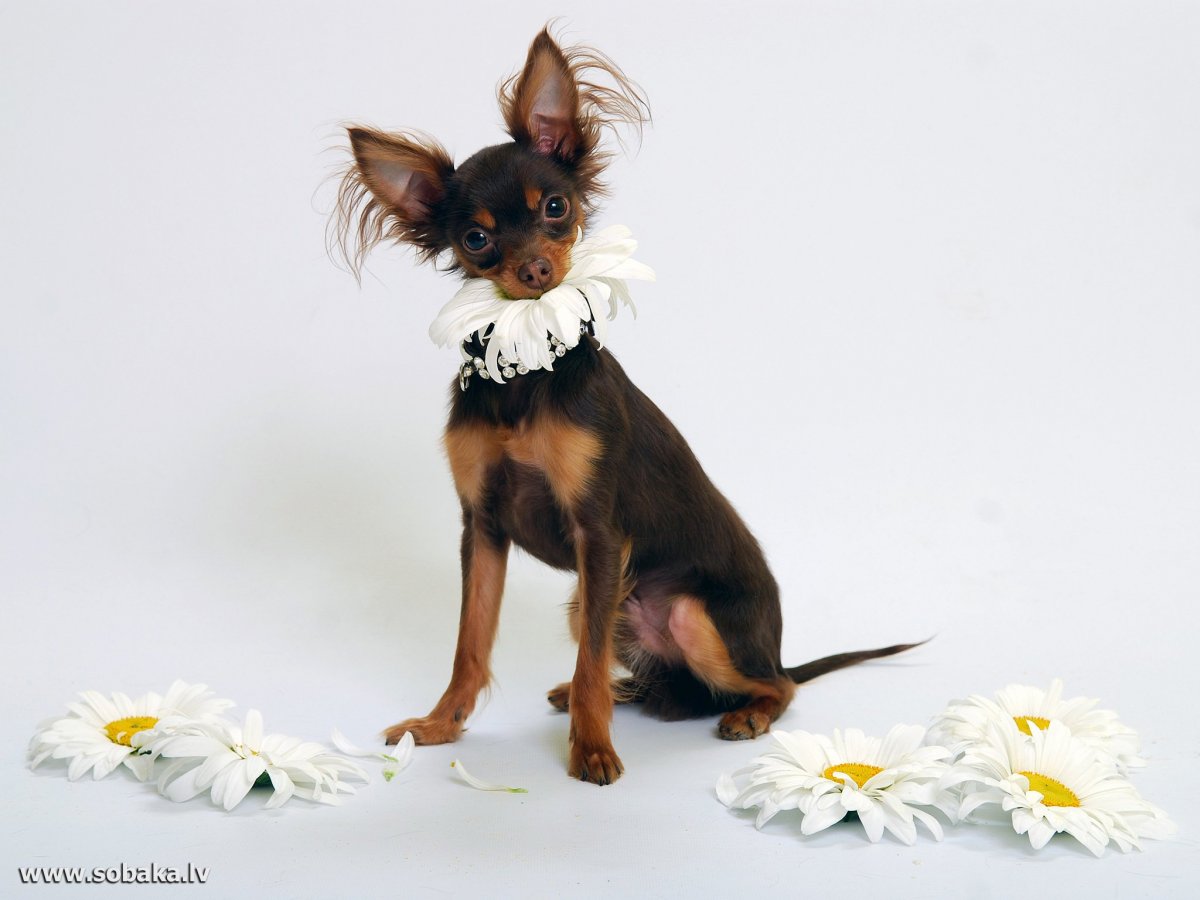 Русский той-терьер