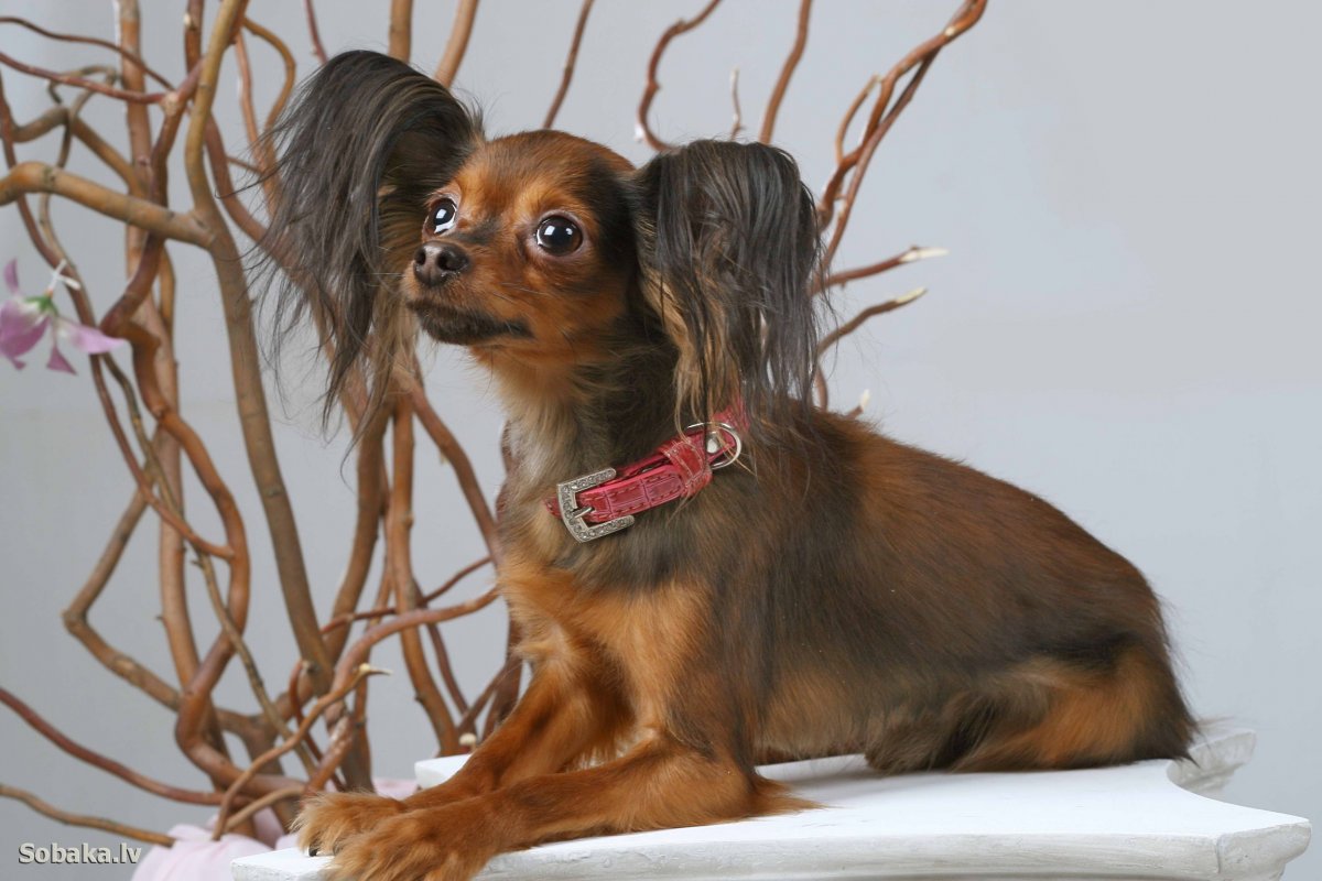 Породы собак тойтерьеры