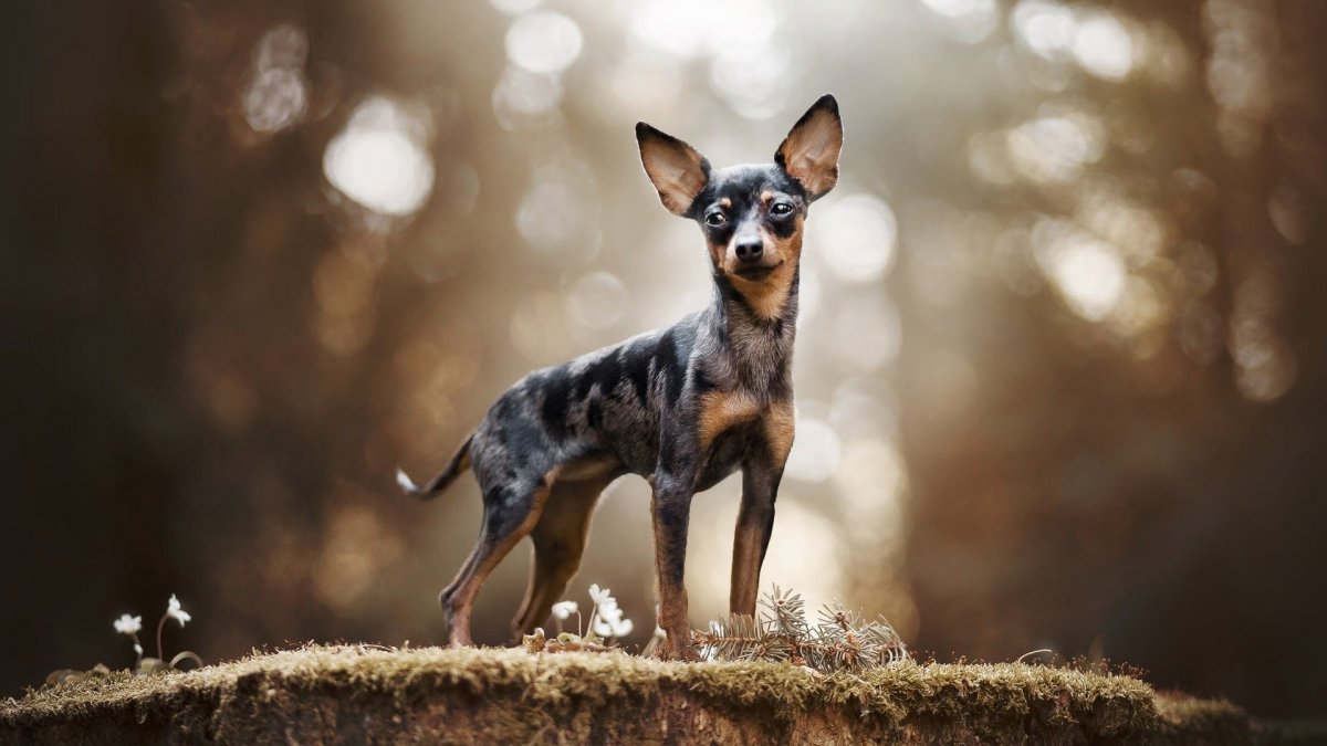 Русский той терьер длинношерстный