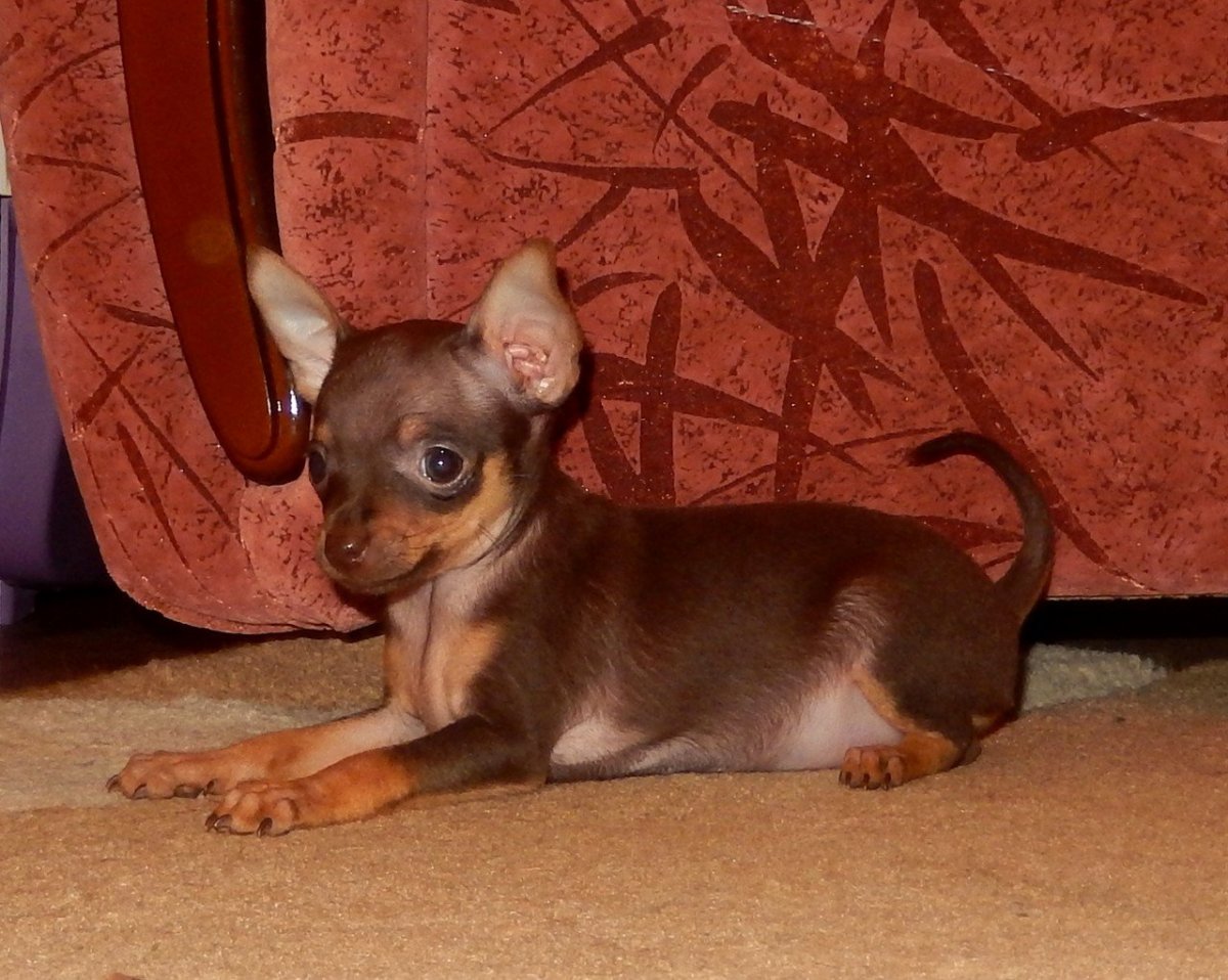 Тойтерьеры длинношерстные