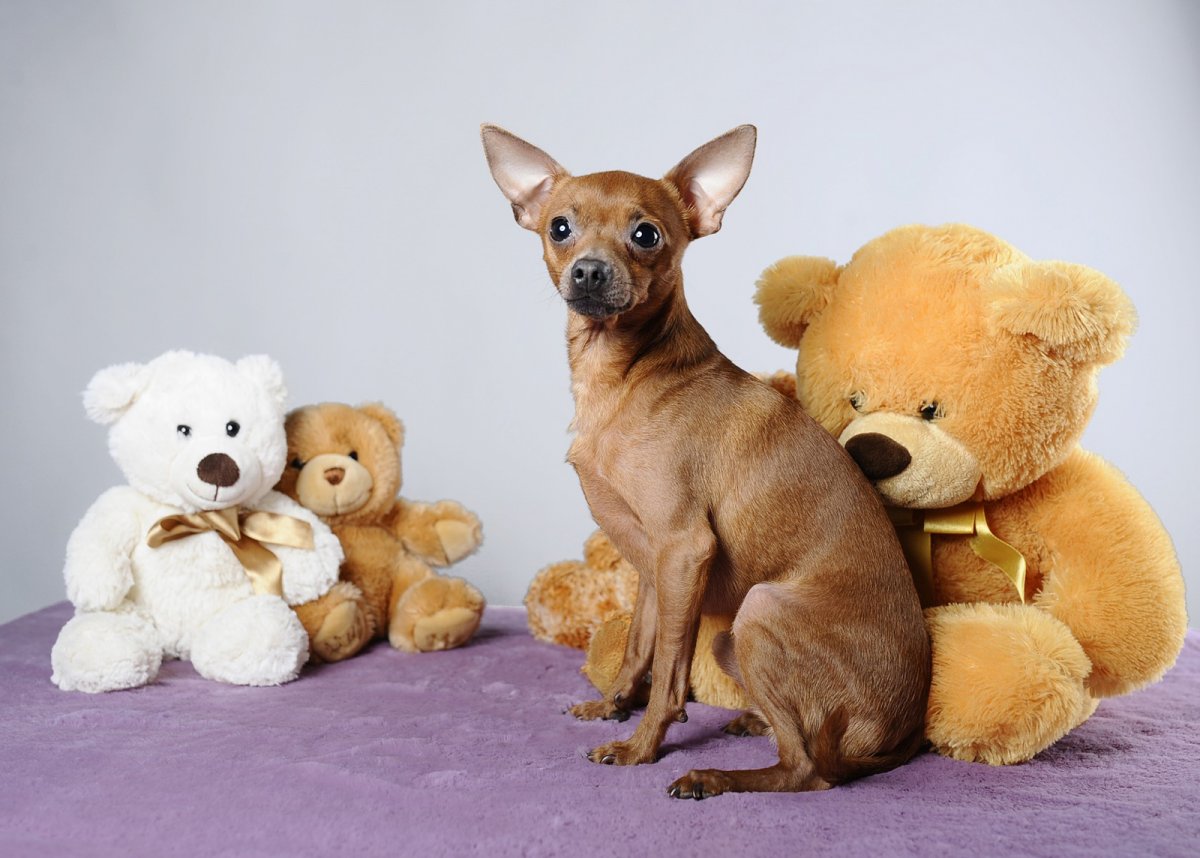 Русский той терьер на рабочий стол