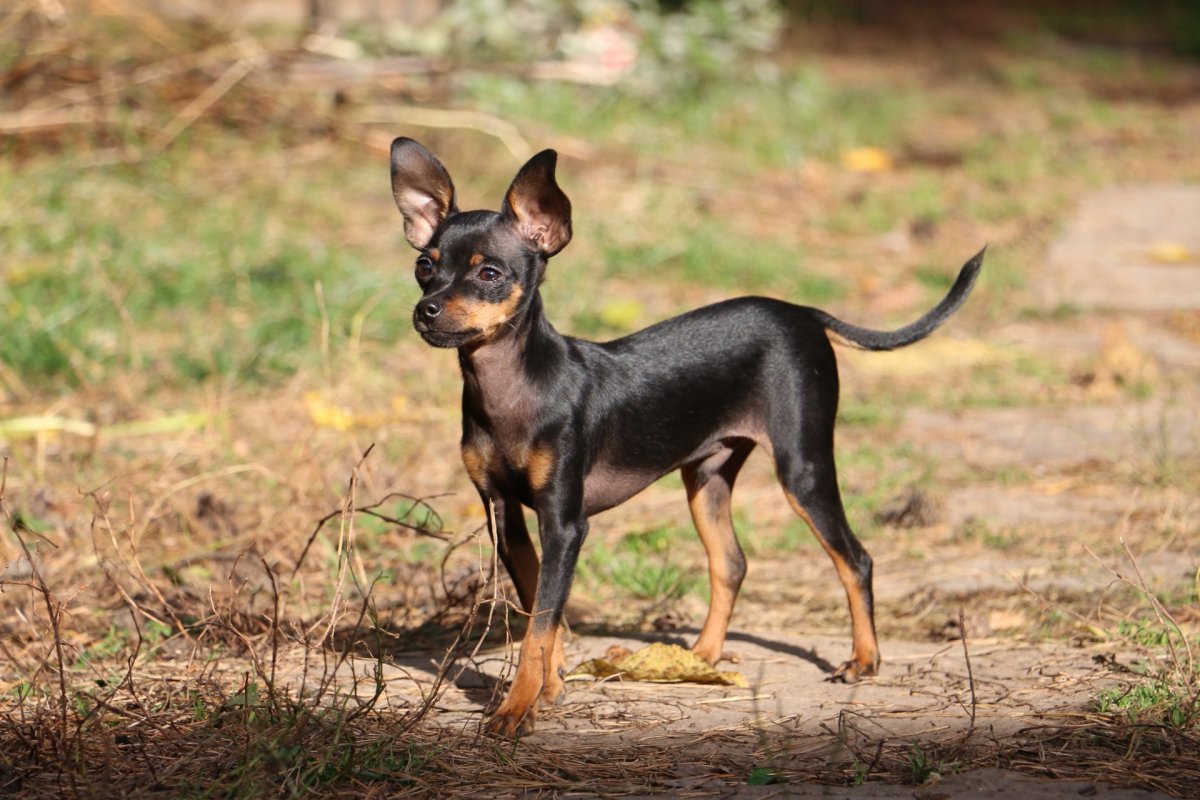 Той терьер на рабочий стол