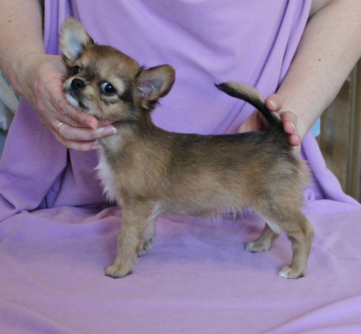 Чихуахуа соболиный окрас